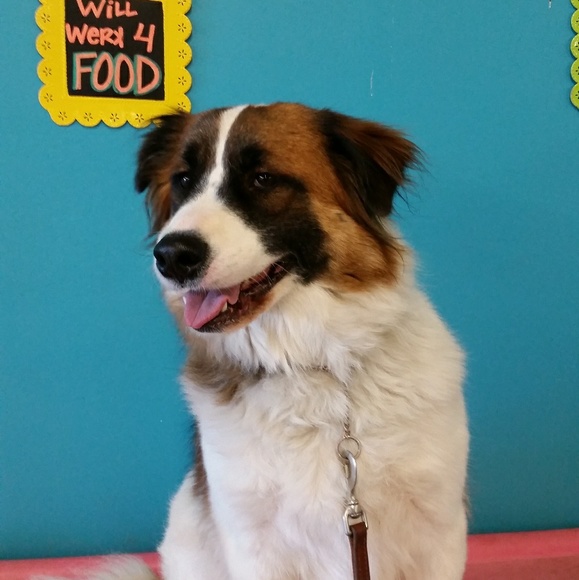 Meet your Posher, Merrill - Picture 1 of 1